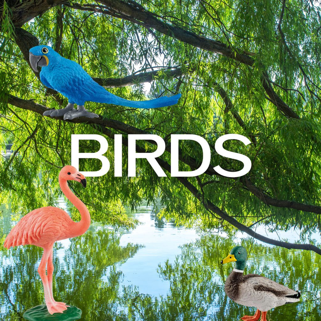 Birds