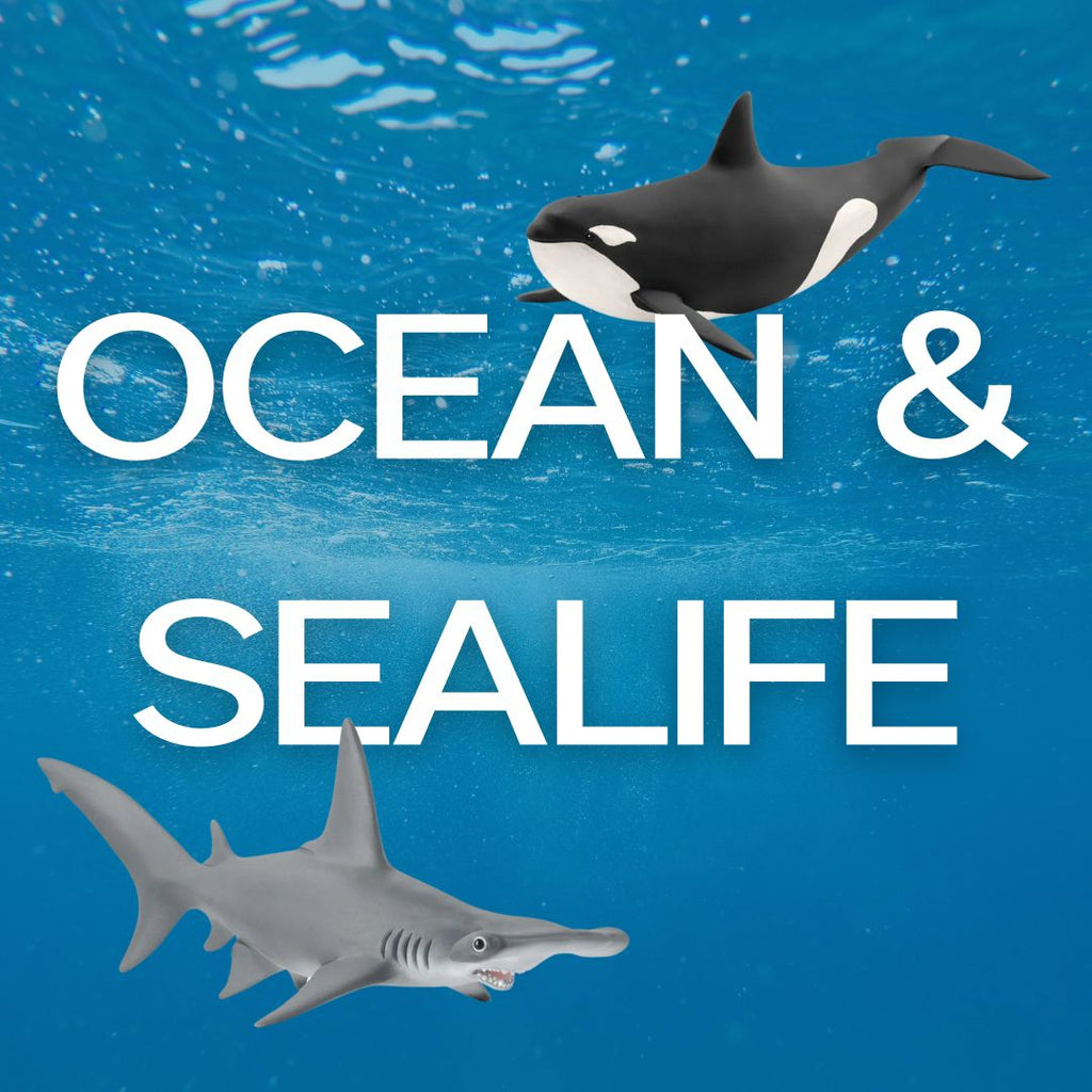 Ocean & Sealife