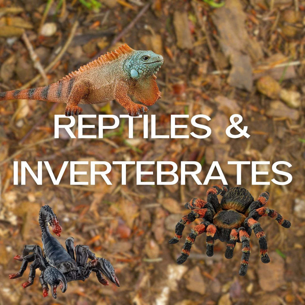 Reptiles & Invertebrates